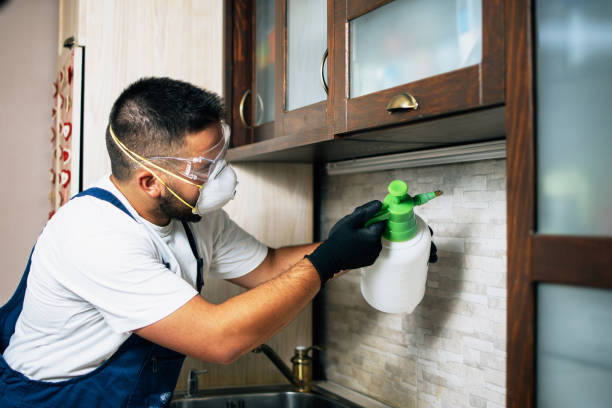Best Wasp Removal Services  in Monroeville, OH