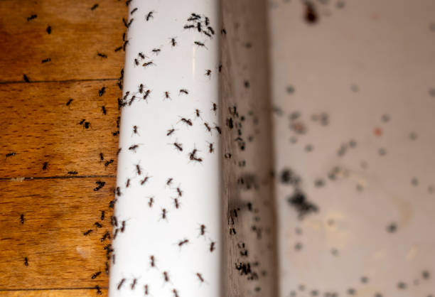 Best Pest Control Near Me  in Monroeville, OH